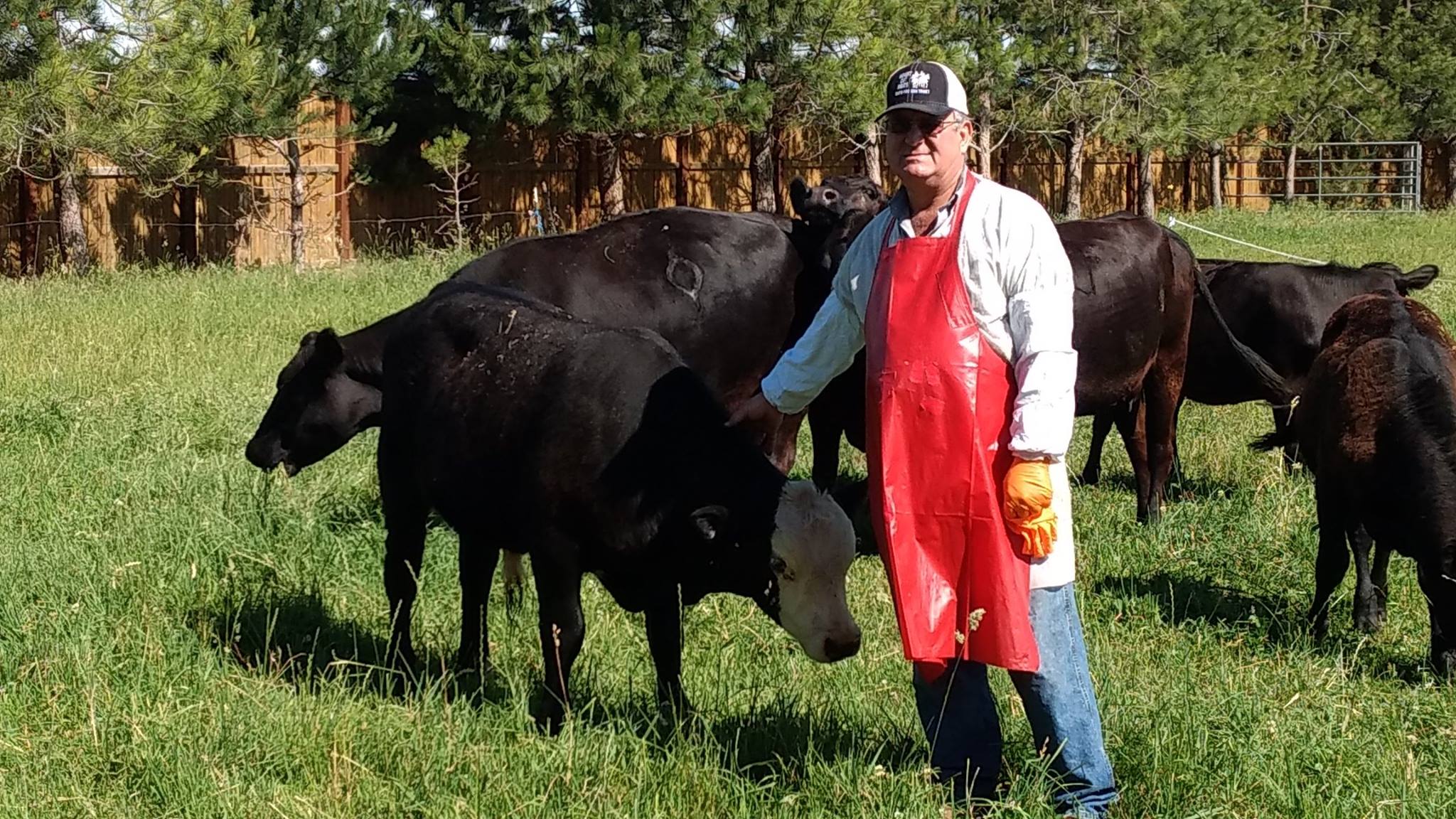 Farmer in a red apron interacting with black cattle in a green pasture, surrounded by trees and a wooden fence, showcasing livestock management practices.
